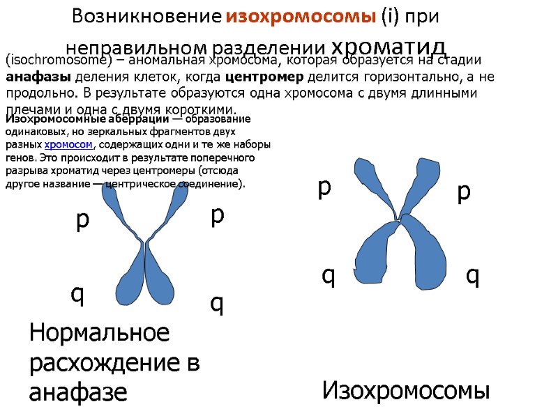 Возникновение изохромосомы (i) при неправильном разделении хроматид p q p q p q p